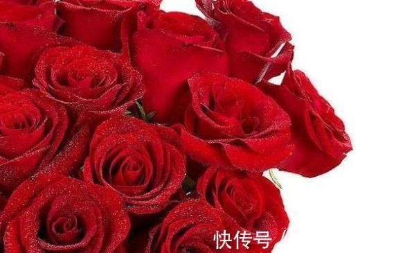 花友|喜欢菊花,不妨养“玫瑰精品”卡罗拉,花开红艳似火,美艳优雅