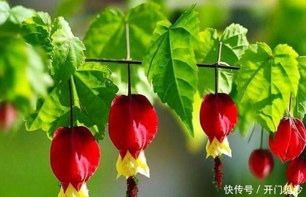 3种花颜值超高,花色艳丽,全年开花,对待新手很友好