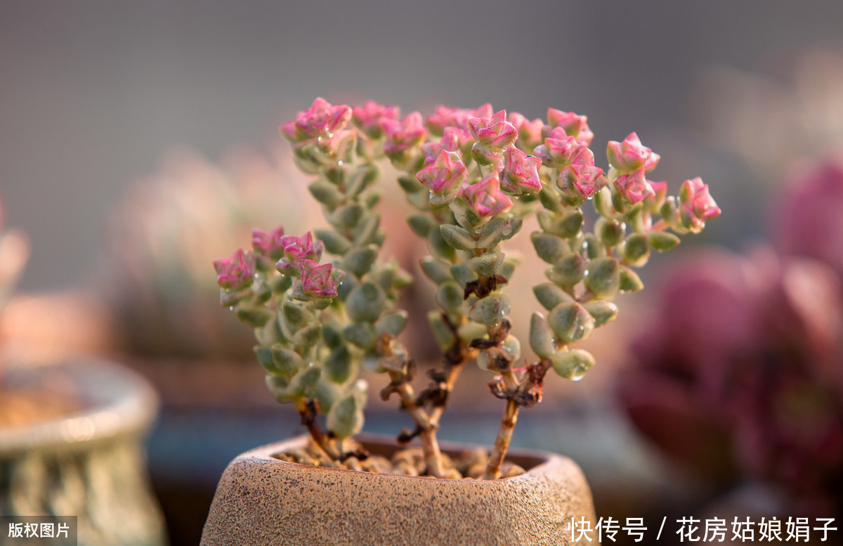 病虫害|多肉多晒晒太阳,生长健壮,预防徒长不生病,养出一盆漂亮的多肉