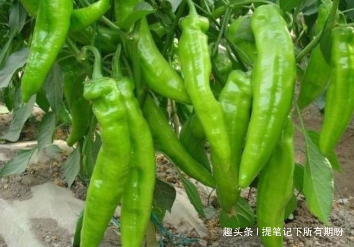 黄脸婆|女性常吃以下食物,避免“黄脸婆”的称呼,身材棒棒哒,肌肤细嫩