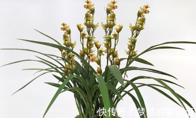 用花盆养花，有这几种情况，就及时给它换盆换土