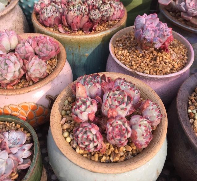 让多肉植物长出侧芽也不难,巧用剪刀,自然生长都爆盆