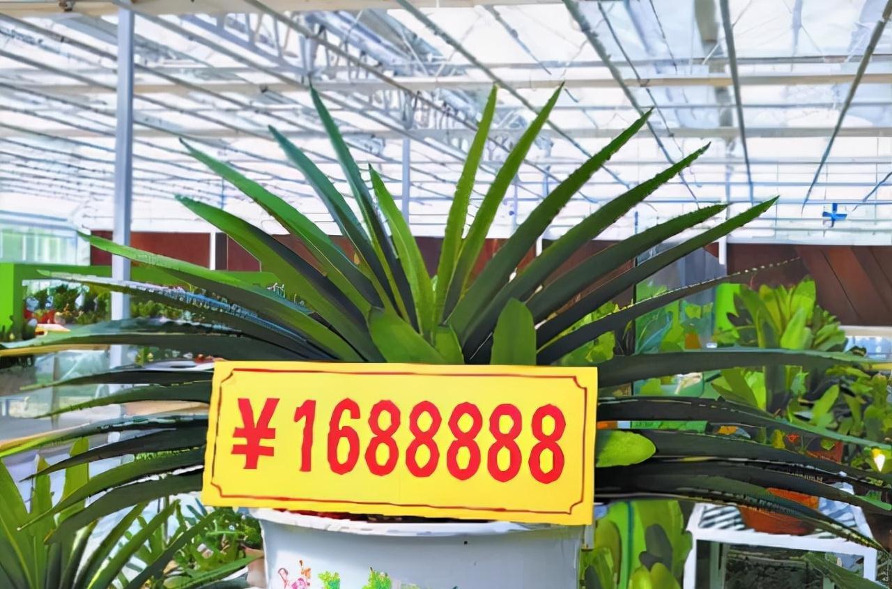 老桩|6种富贵花,全都“寿命长”,轻松养成老桩,越大越“旺家”