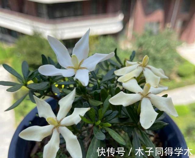 茉莉花|这三种花,越淋雨越爱开花,夏天赶紧搬出去