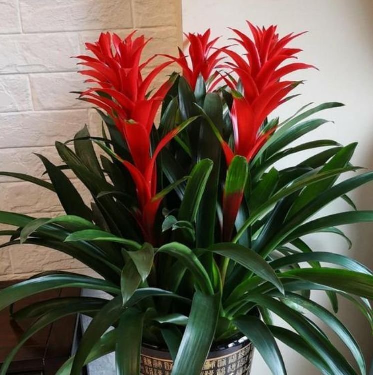 家里阳台必养此款花卉，耐寒易打理，养在哪里都爆盆，好运到来