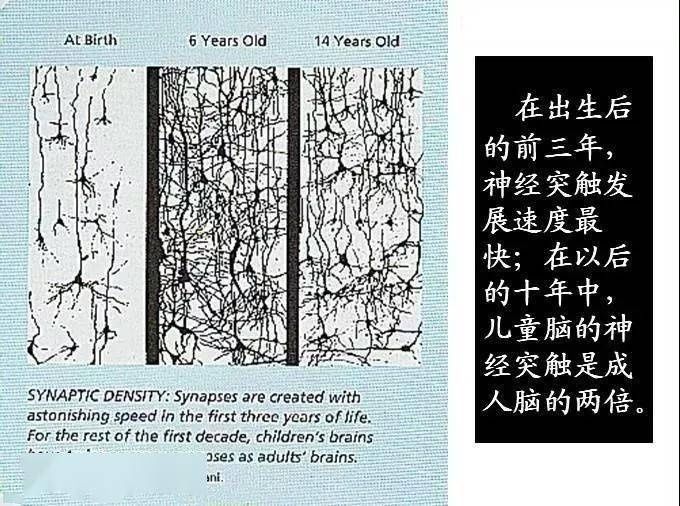 错过|孩子一生仅一次大脑发育高峰期，错过不可逆！