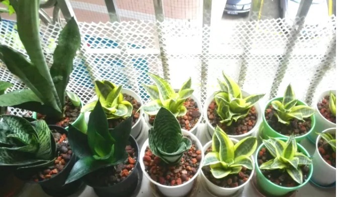 老妈在盆里埋点料，虎皮兰吃了一夜冒10个芽，花盆都炸了！