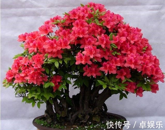 盆栽|媳妇养护杜鹃花盆栽有方法,只要做好以下几点,枝叶翠绿花开不断