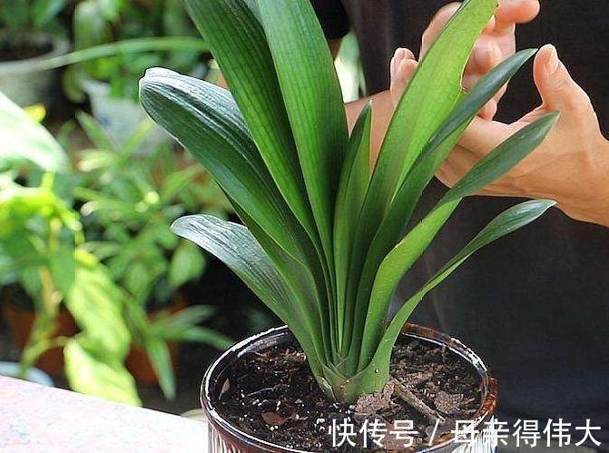 君子兰僵苗,黄叶多,别着急,教您学2招,长势猛,开花旺