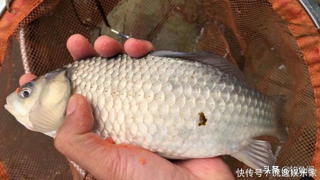 钓场|“因为蹭窝，他往水里丢了块砖”，黑坑最易引发矛盾的3件事