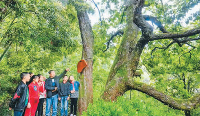 建瓯：在绿水青山间致富