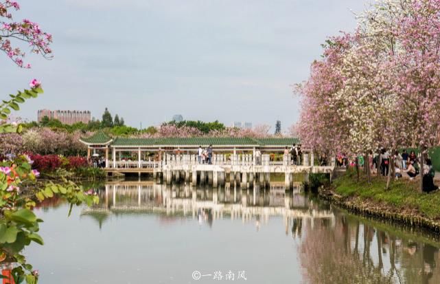 赏花不一定要去武汉婺源，广州海珠湿地紫荆花带浪漫梦幻，太美了