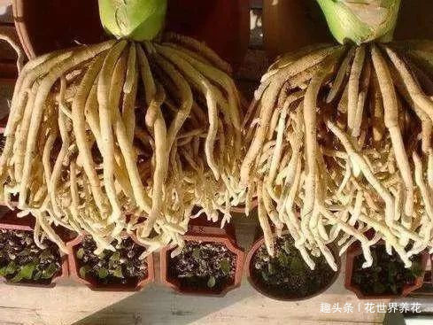 给君子兰换盆，5个要点要“记牢”，服盆快，不烂根！
