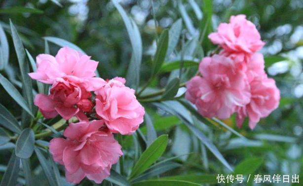 有钱人家里从不养“4种花”,白送都不要,你还傻傻往家买