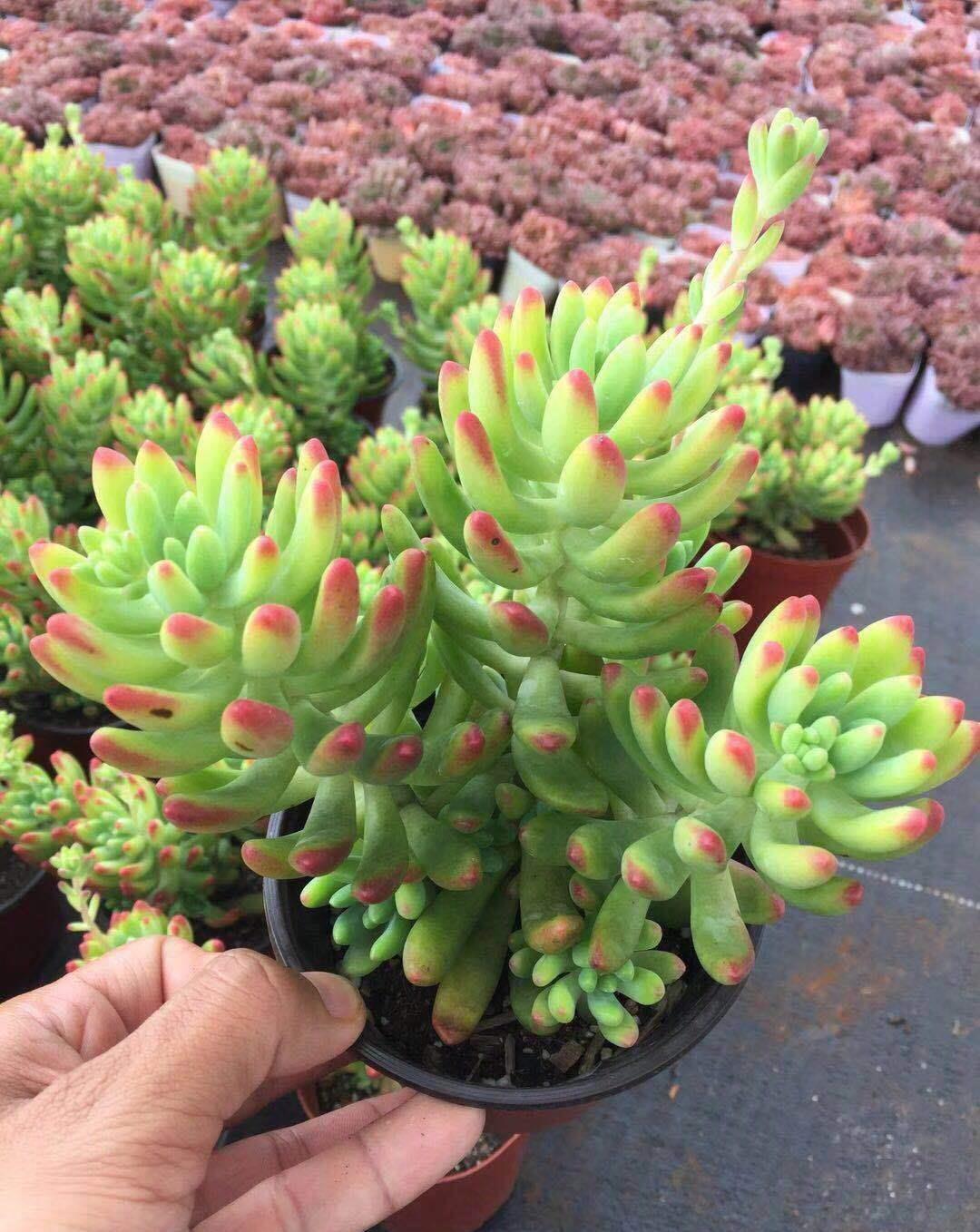 多肉|秋季想露养多肉，先别急，把握住这5点事半功倍