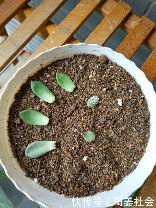 花花|土里加点酸酸水,盆土软得像发糕,养花透气不烂根