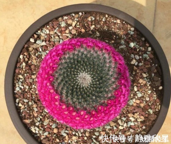 他养了1盆“仙人球”，开花100朵，漂亮极了，大家都说头回见