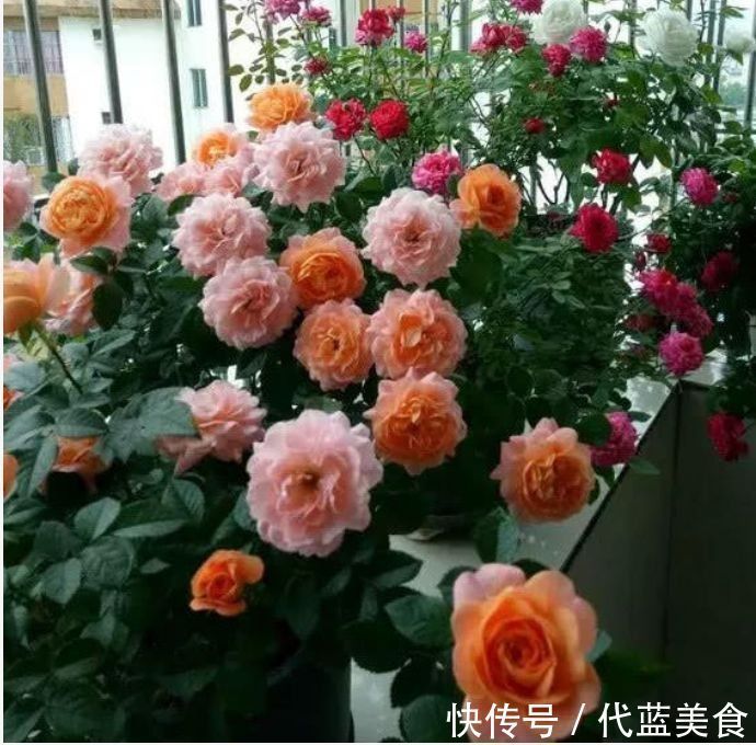 百合杜鹃|谁见了都喜欢的花,好养又漂亮,几块钱1盆,放阳台,开爆一整年