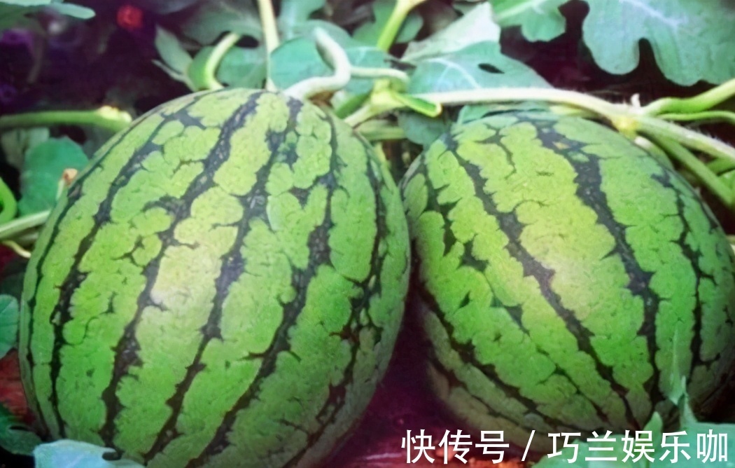 春冬|好吃不长肉的食物,春天坚持吃,预防早衰,排毒嫩肤,提高智力