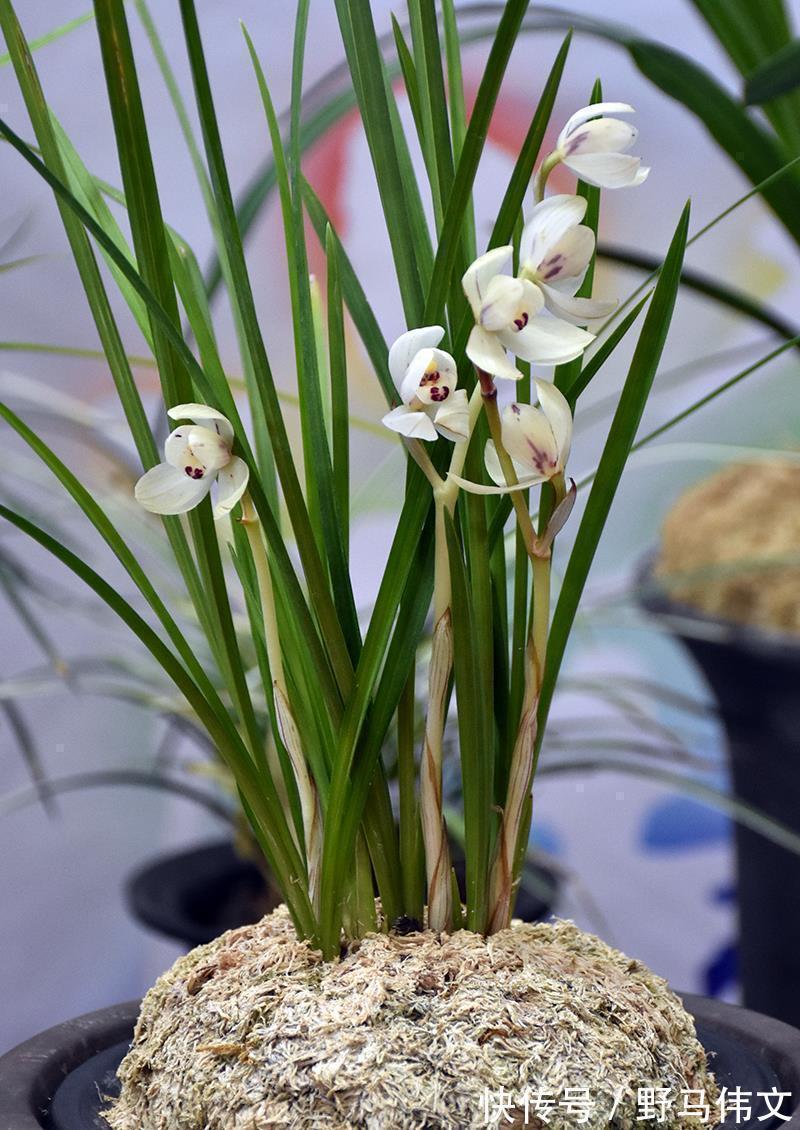 白嫩|入冬养兰有“三怕”，避开不落蕊，缀出白嫩萝卜根，绽放层叠群兰