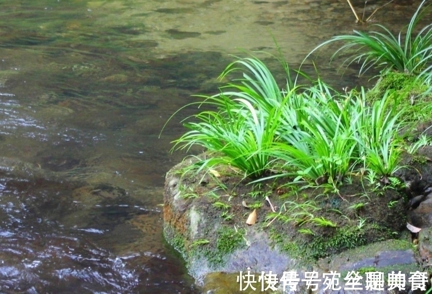 王象晋|李时珍:“益五脏,通九窍”,石菖蒲用处多,价值珍贵,别被偷走