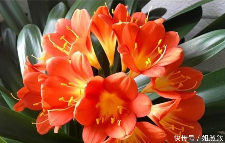 花期|最受欢迎的“4种花”,高端大气,花朵硕大、花期长,漂亮好养!