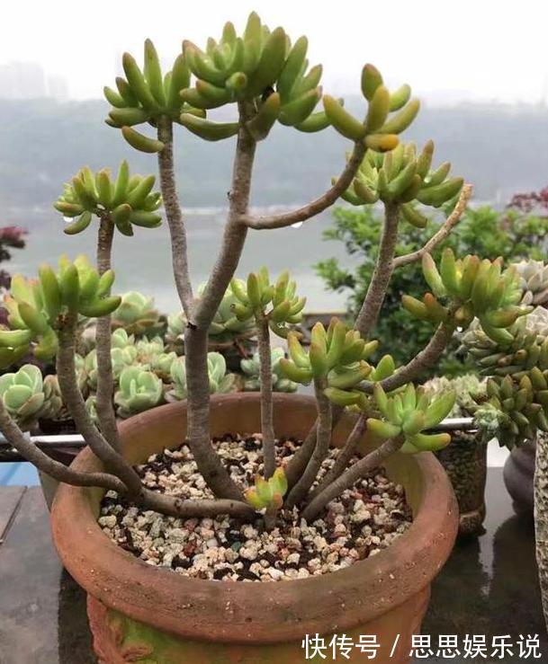 多肉植物速成老桩秘籍盆栽管理''狠一点''，想成功很简单