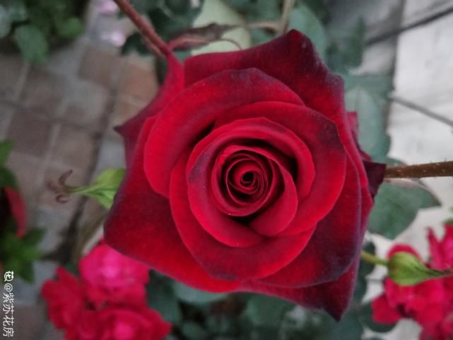 美人般的花，花开瞬间美到窒息，谁见都夸