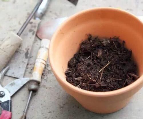 修剪|9月如何养玉树2个“技巧”，让它更加繁茂，枝干木质化，成小树