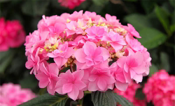 3种花人见人爱，插枝就能活，全年开花，漂亮又喜庆，室内也能养