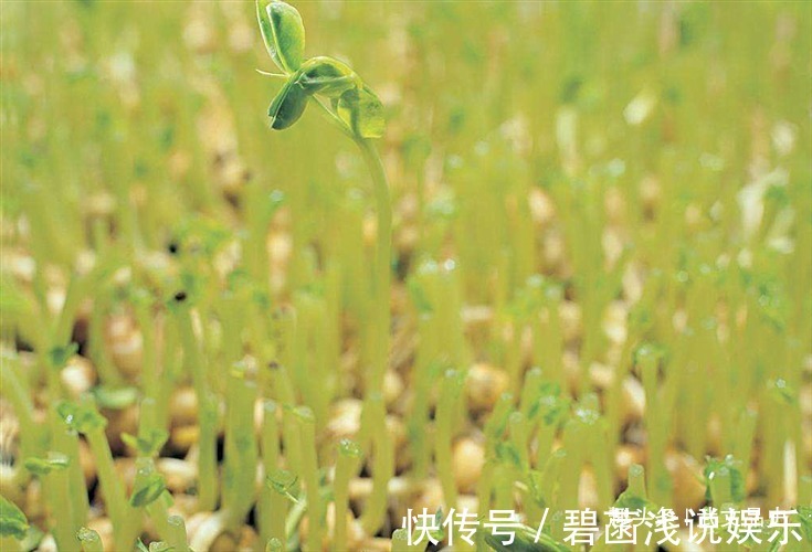 豆子@犹太人的富人思维:“卖豆子”思维,读懂它,教你变得不平凡