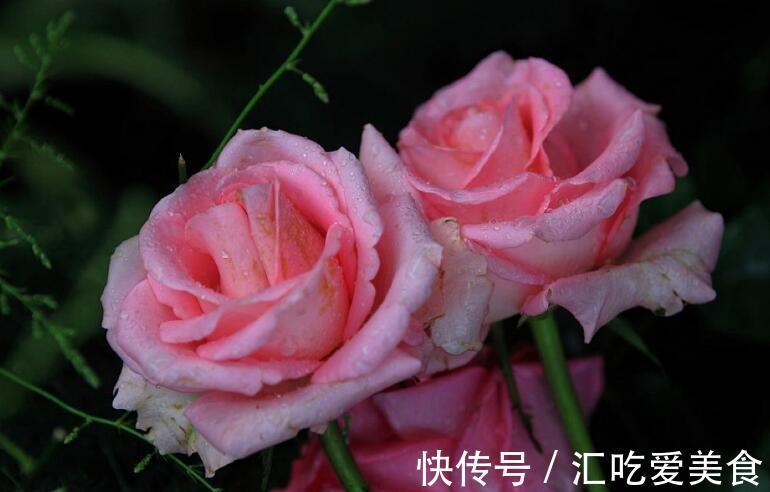 养花试试这几款,金黄色的花朵连续几公里,非常漂亮