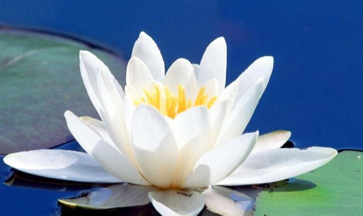 养花那些事,把握六要素,那就不是事