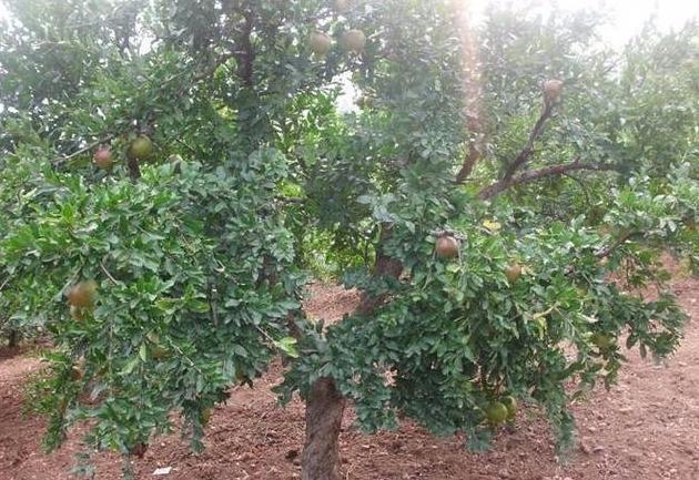 石榴老桩这么栽,做对“4点”,花多、果大、满树都是