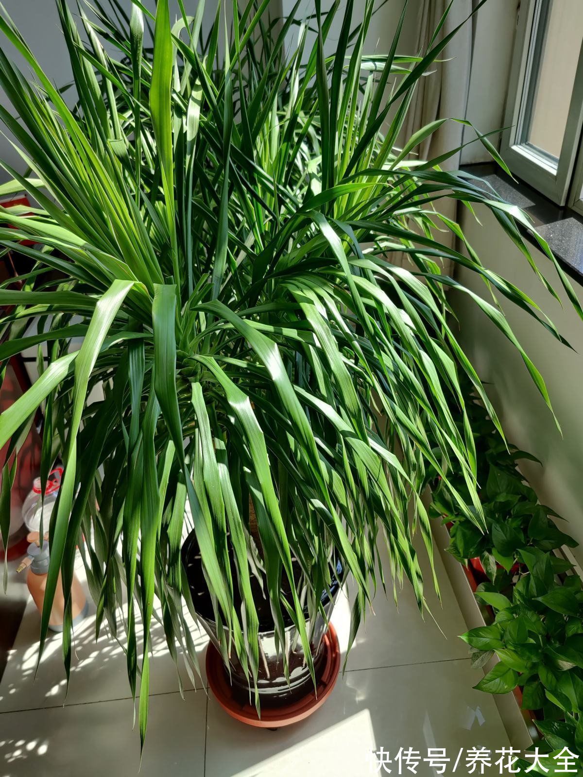 3种长寿植物,动辄能活上百年,妥妥养成传家宝