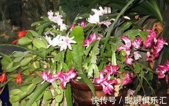 这样给蟹爪兰浇水,蟹爪兰不但没死,还年年花开几百朵