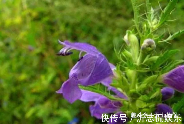 适应能力|农村这野草叫“山薄荷”,对皮肤瘙痒有帮助,遇见记得采摘回家