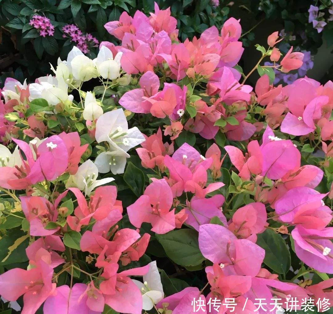 三角梅不耐冻,三个“小动作”,韧性足猛抽穗,绽放层叠群花