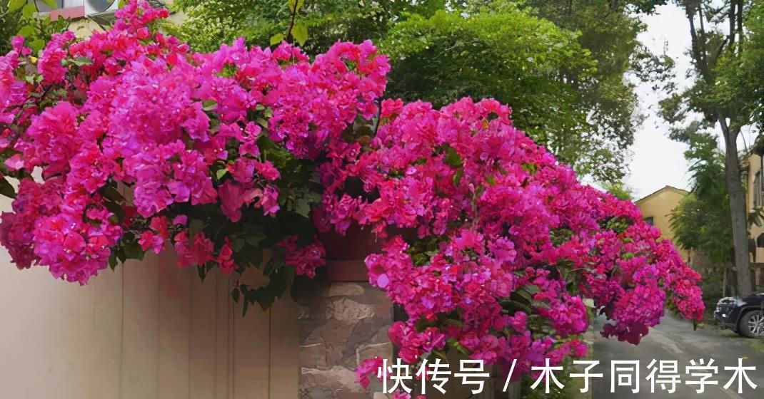 修剪|养三角梅掌握“3多1少”，绽放层叠群花，新手也能做到