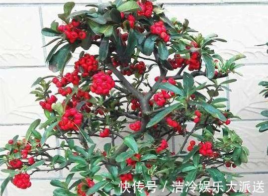真金|喜欢养菊花，就养盆“名贵菊花”，花开“火炼真金”，美丽卓越！