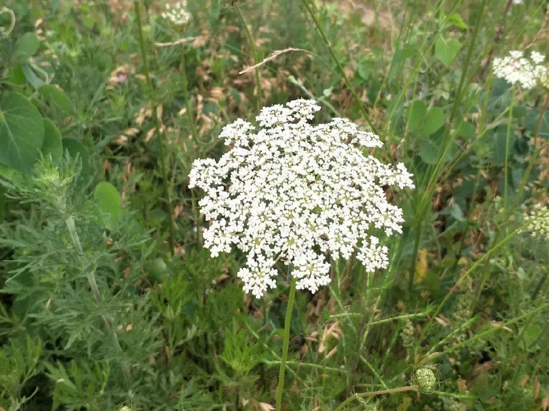 有毒性|20种有毒花,出门别乱摘,有小孩的特别注意