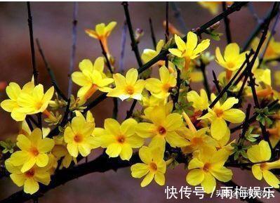 枝条|1种花,扦插就活,10天长根,能养成盆景,开成漂亮的“烟花”!