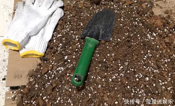 立春前后给植物换盆,抓牢这3细节,后期才能够快速服盆