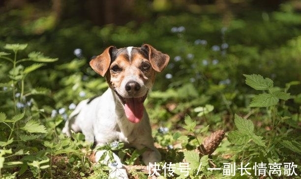 双子座|3天后，断线重连，痴情入骨，月老撮合，甜蜜如初，顺利脱单