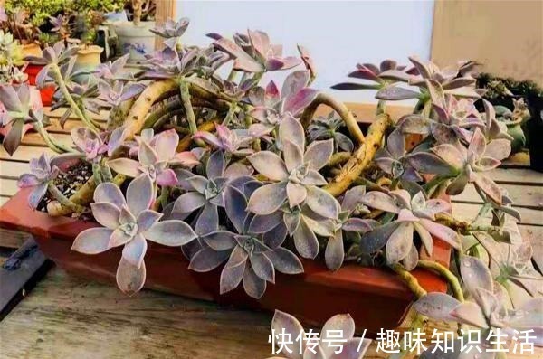 老桩|为数不多的好看又好养的多肉,不徒不挂活得久,3年成漂亮老桩!
