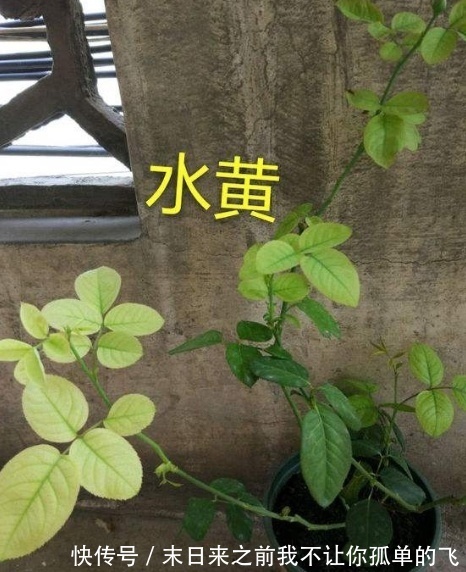 秋天给月季浇点这种水,不黄叶不生病,花苞长不停!