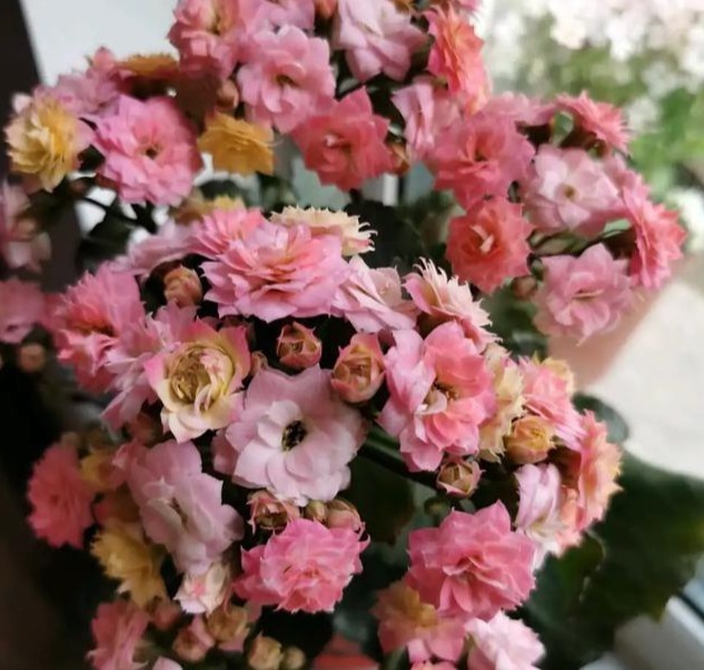 75个长寿花品种,一个比一个美,一起来认识一下吧!