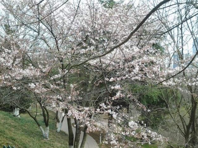 中年|青岛又一景区走红，面积远超世界之窗，今门票免费游人如织