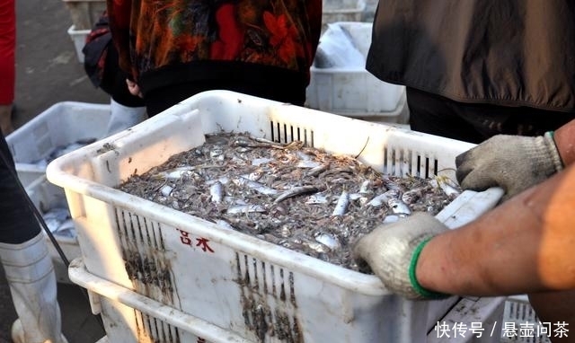 吃海鲜|吃本地海鲜最佳的地方,价格超级实惠品种多,几块钱一斤就能买到