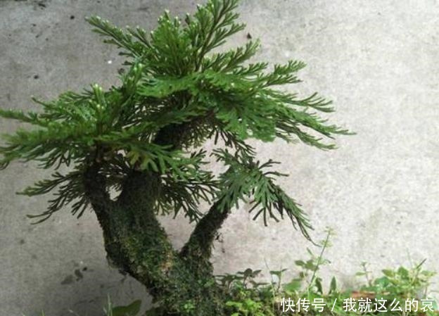 乡下一植物,长在山坡上,挖回家能当盆栽养!